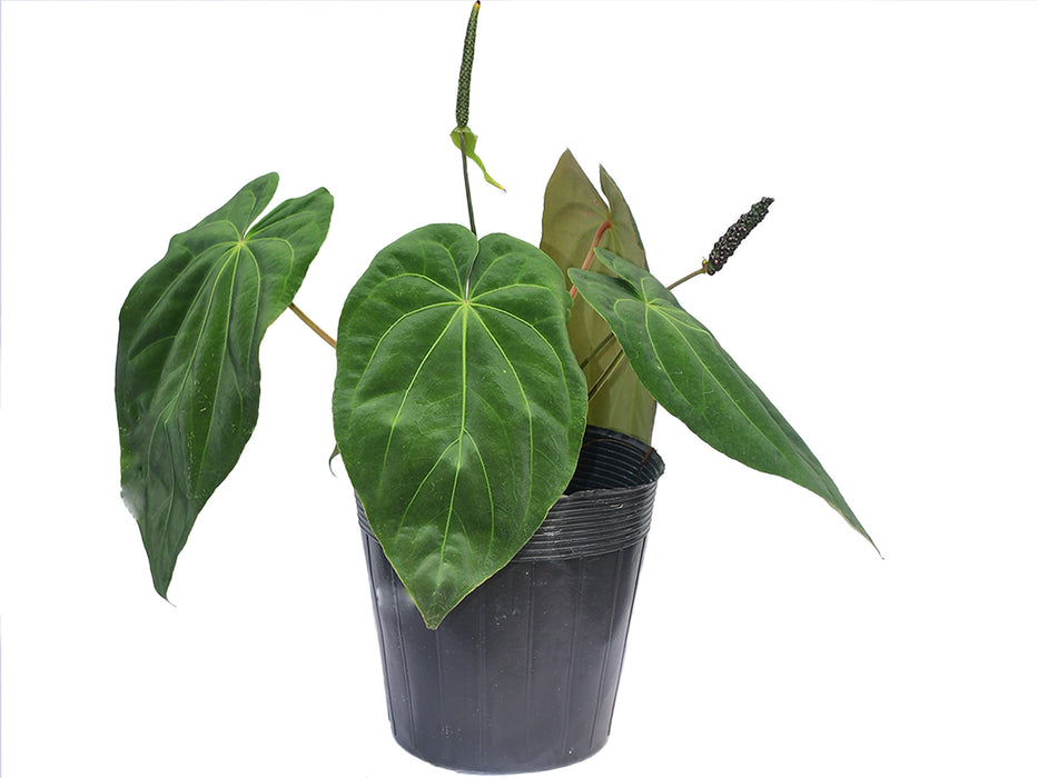 Anthurium Fantasy 'Inverse crossing'