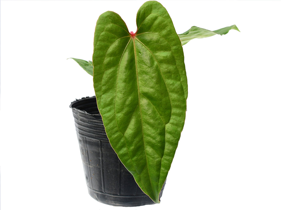 Anthurium Ingrid de Portilla 'Inverse Crossing'