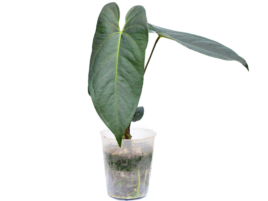 Anthurium JL Caamano Taste