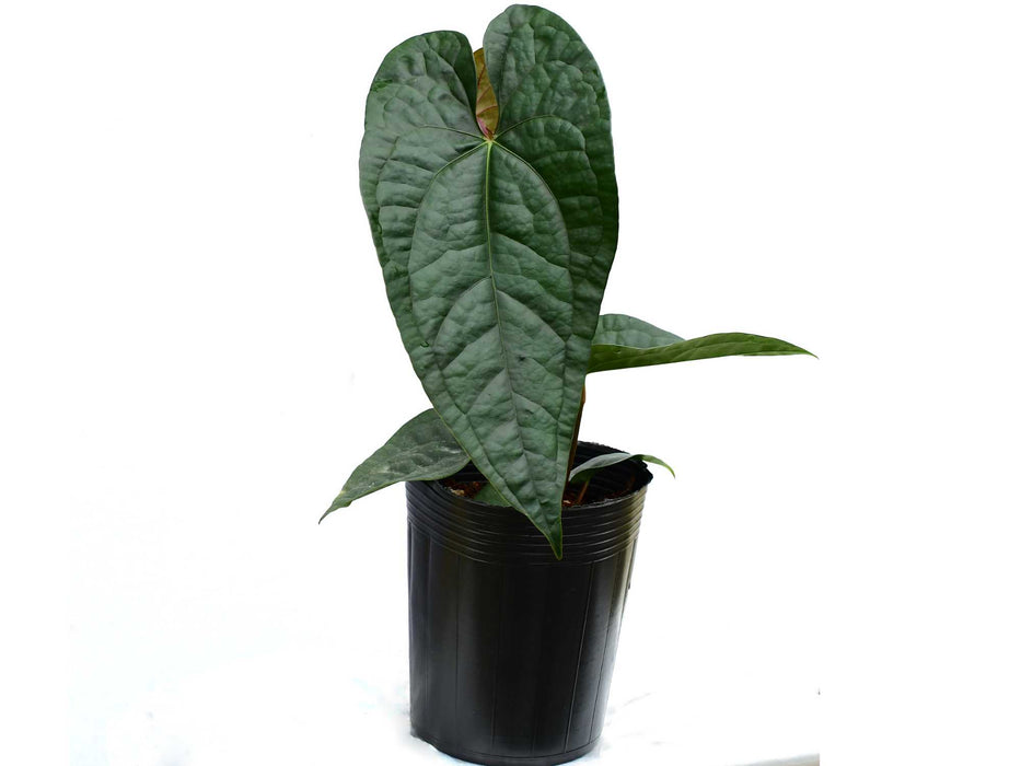 Anthurium Jungle Boy