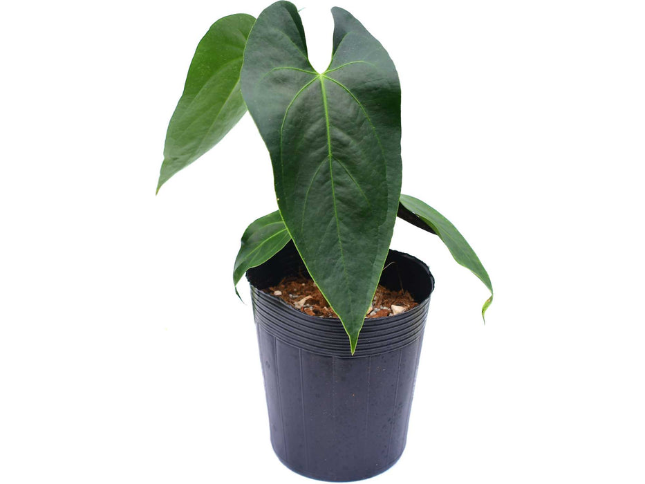 Anthurium Kusi