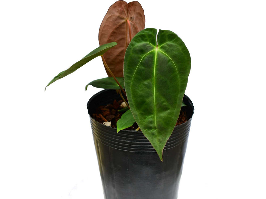 Anthurium Lavinia 'Inverse crossing'