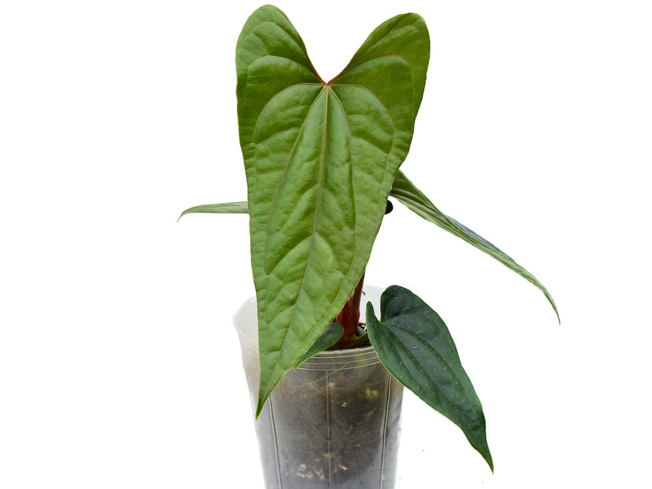 Anthurium Luxury Dreams 'Inverse crossing'