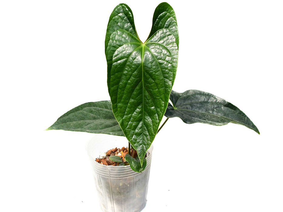 Anthurium Luxury Jungle 'Inverse crossing'