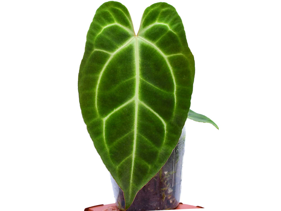 Anthurium Magnificent Girl 'Inverse crossing'