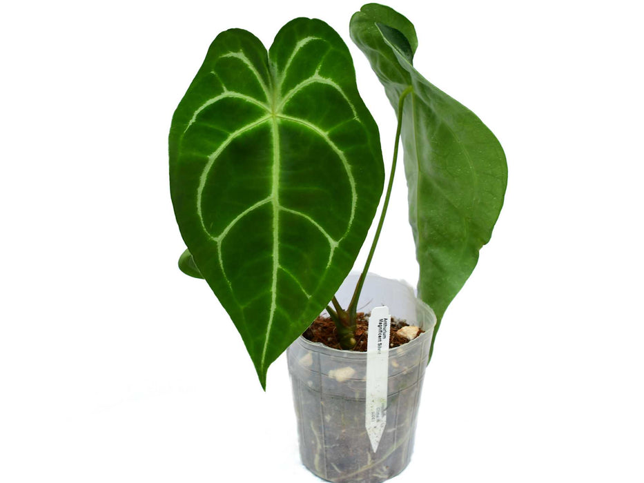 Anthurium Magnificent Silver