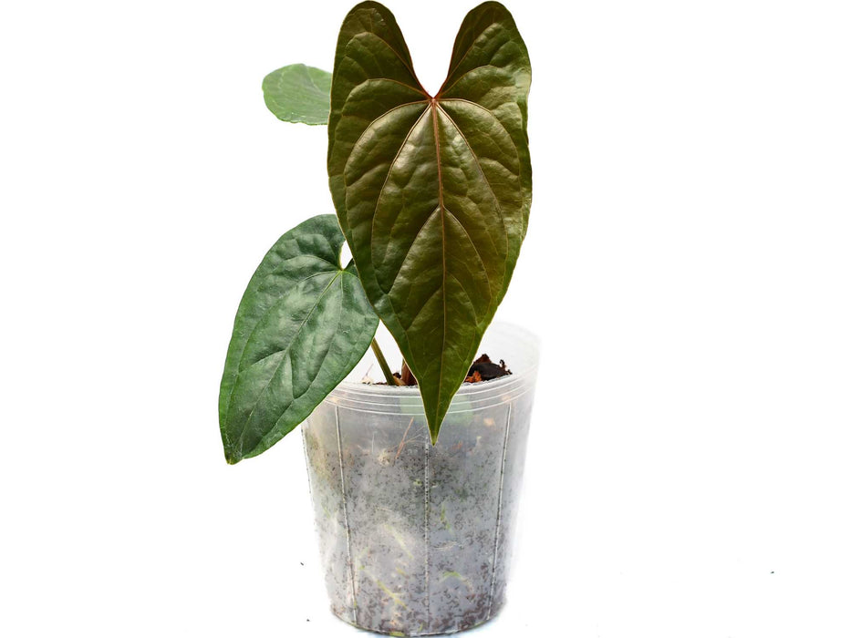 Anthurium Moon Light