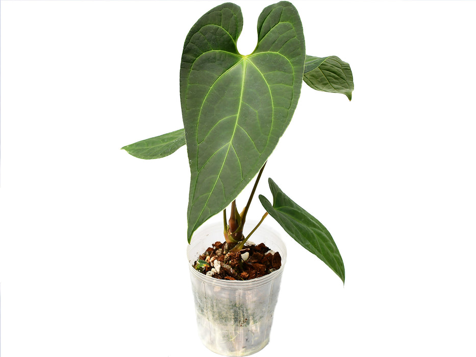 Anthurium Noah Liberty