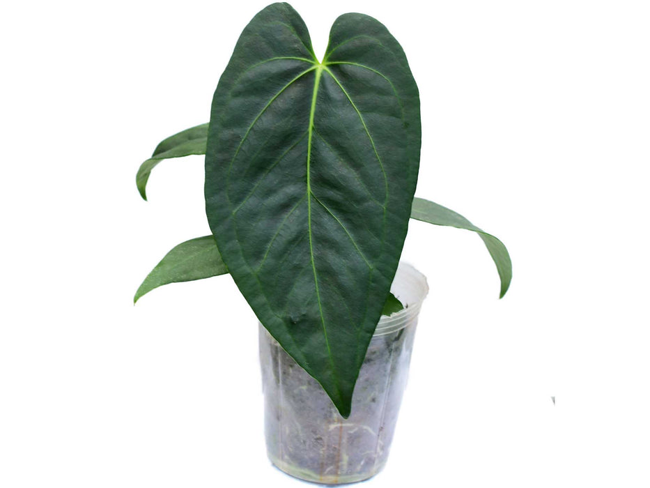 Anthurium Pangui Night