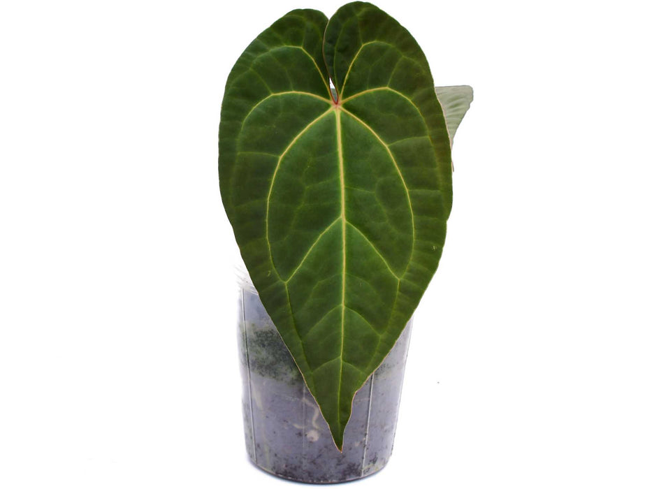 Anthurium Pangui Star