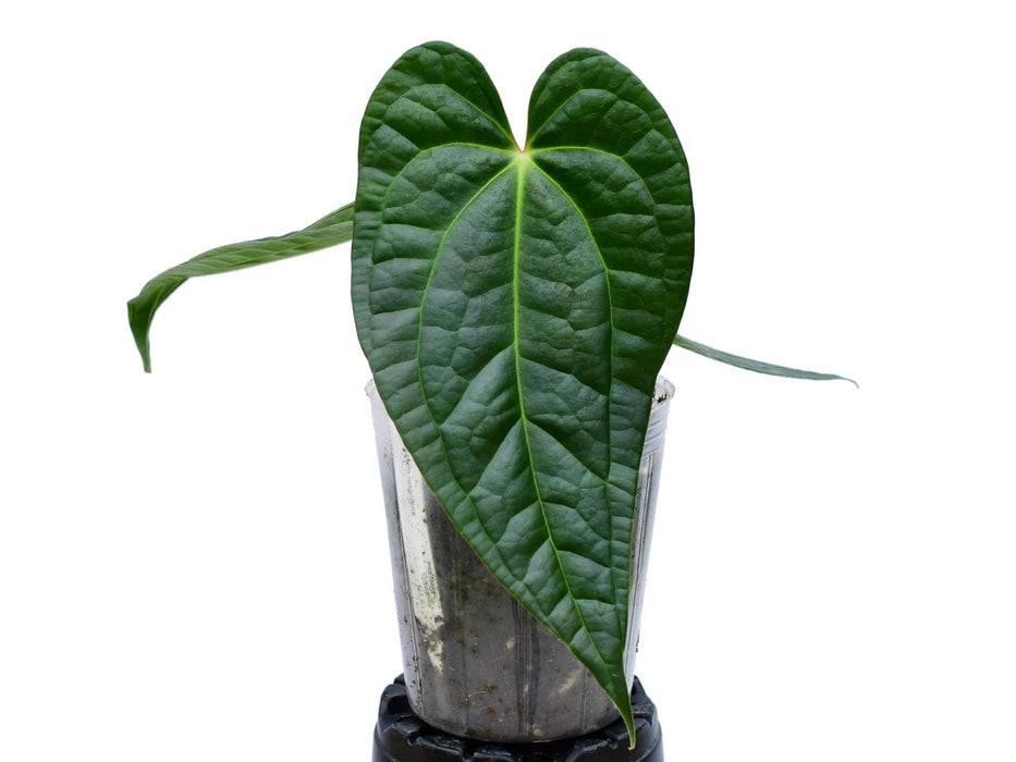 Anthurium Portilla Dreams