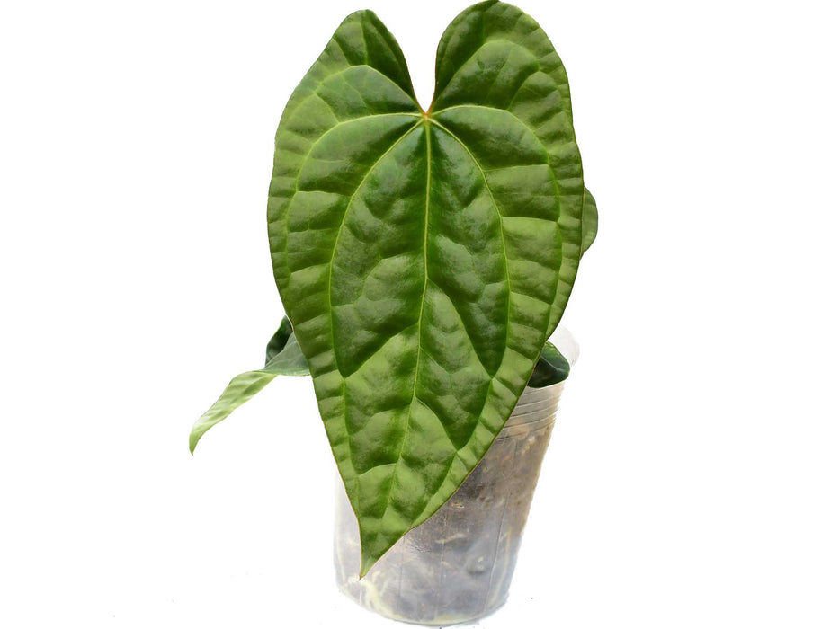 Anthurium Raven Soul 'Inverse crossing'