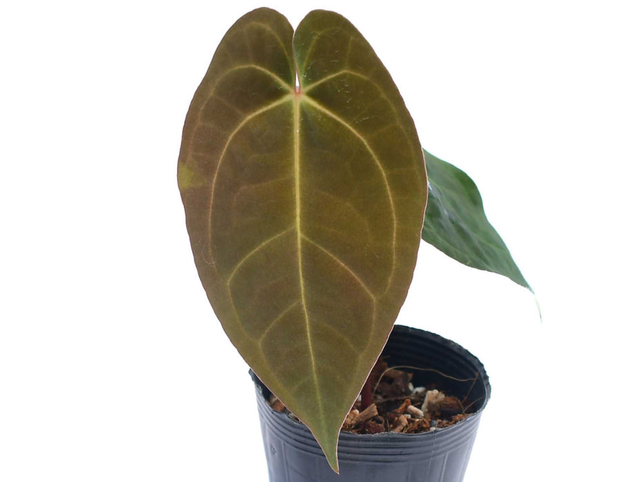 Anthurium Shuar Soul inverse crossing x Anthurium papillilaminum