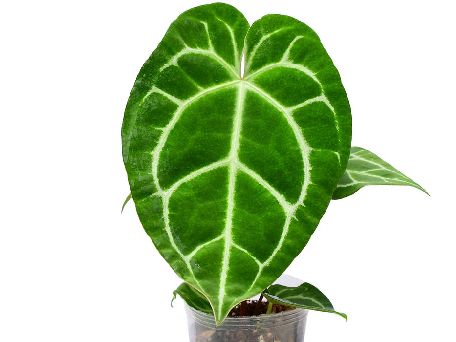 Anthurium Tingo Maria