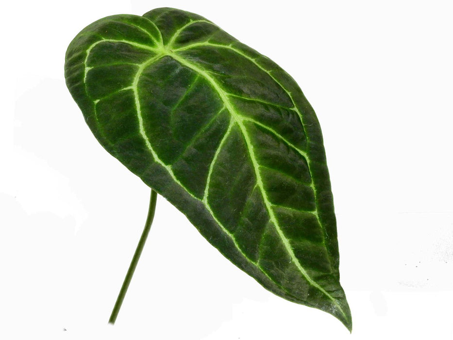 Anthurium Tingo Maria 'Inverse crossing'