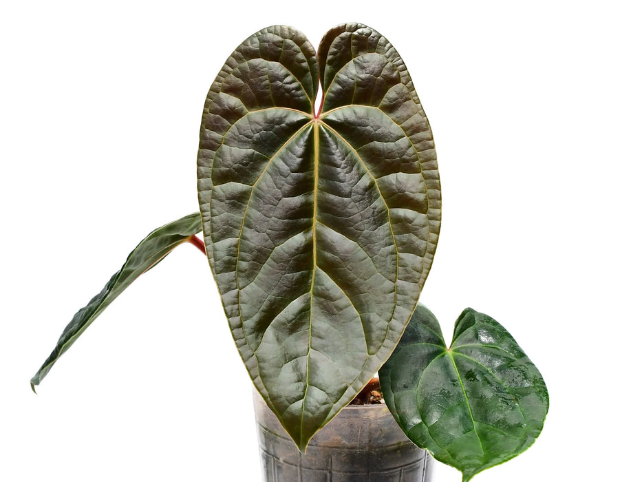 Anthurium Amazon Diamond