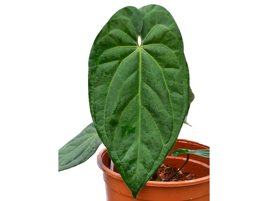 Anthurium Amazon Fox