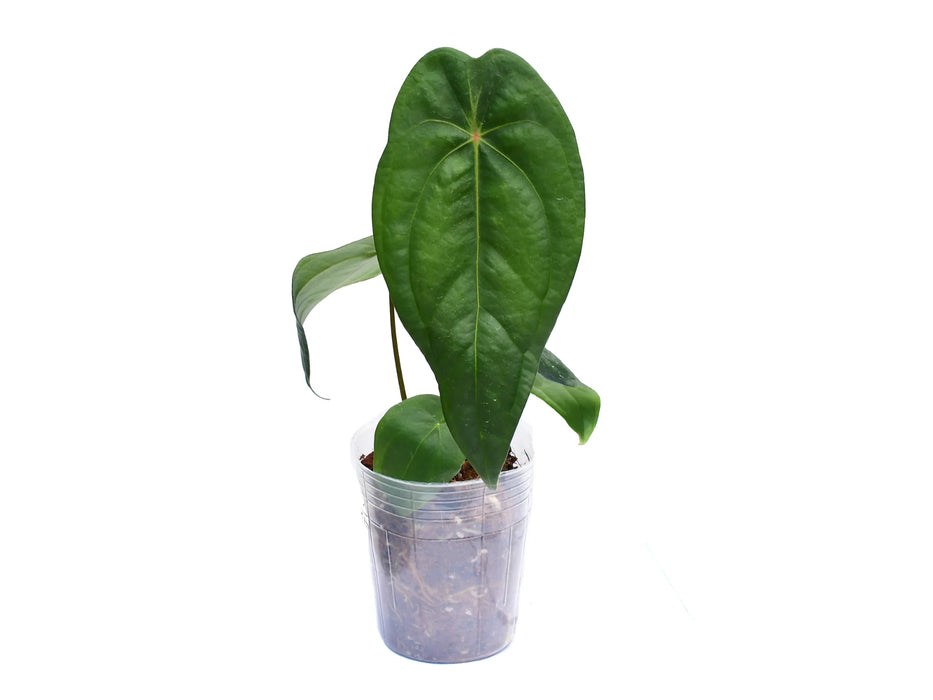 Anthurium Amazon Joy 'Inverse crossing'