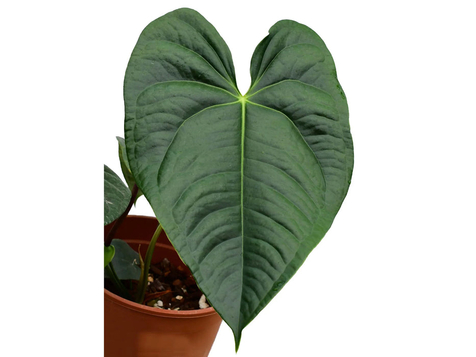 Anthurium Amazon Luxury