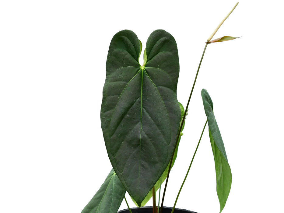 Anthurium Amazon Night Fox