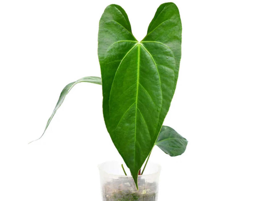 Anthurium Amazon Night Fox 'Inverse crossing'