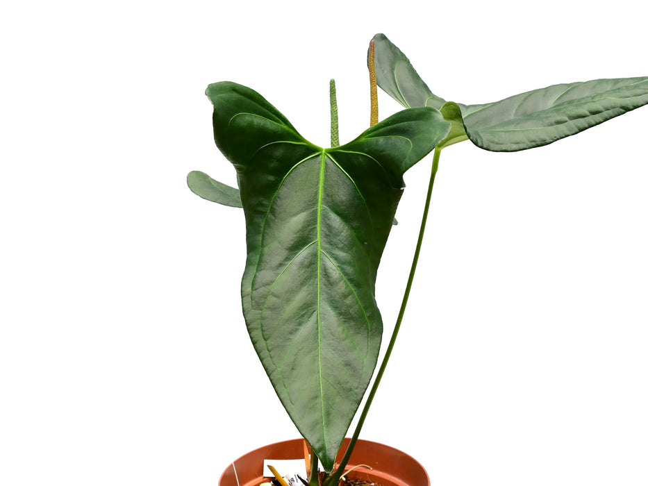 Anthurium Amazon Rabbit 'Inverse crossing'