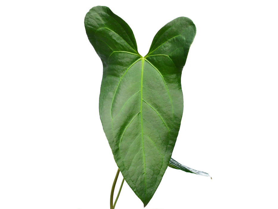 Anthurium Amazon Rabbit