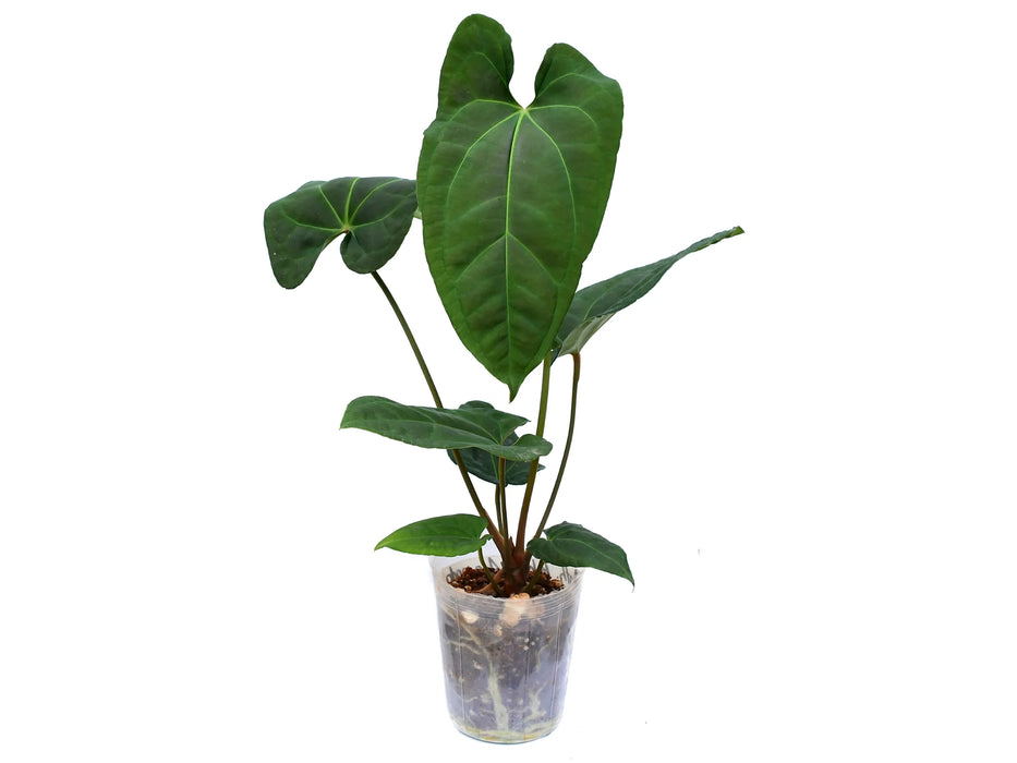 Anthurium Black Anaconda