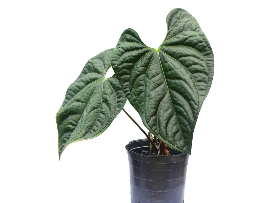 Anthurium Black Diamond 'Inverse crossing'