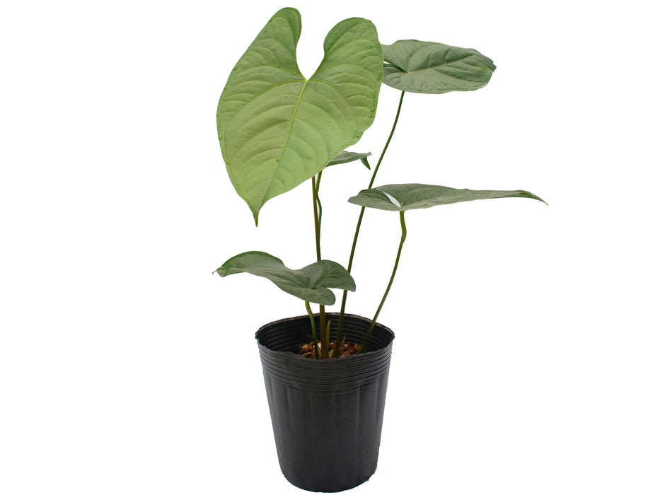 Anthurium Bradley Spirit