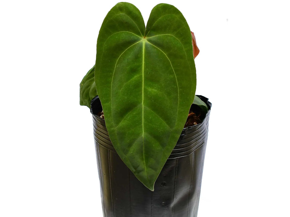 Anthurium Cuyabeno Soul x Anthurium papillilaminum