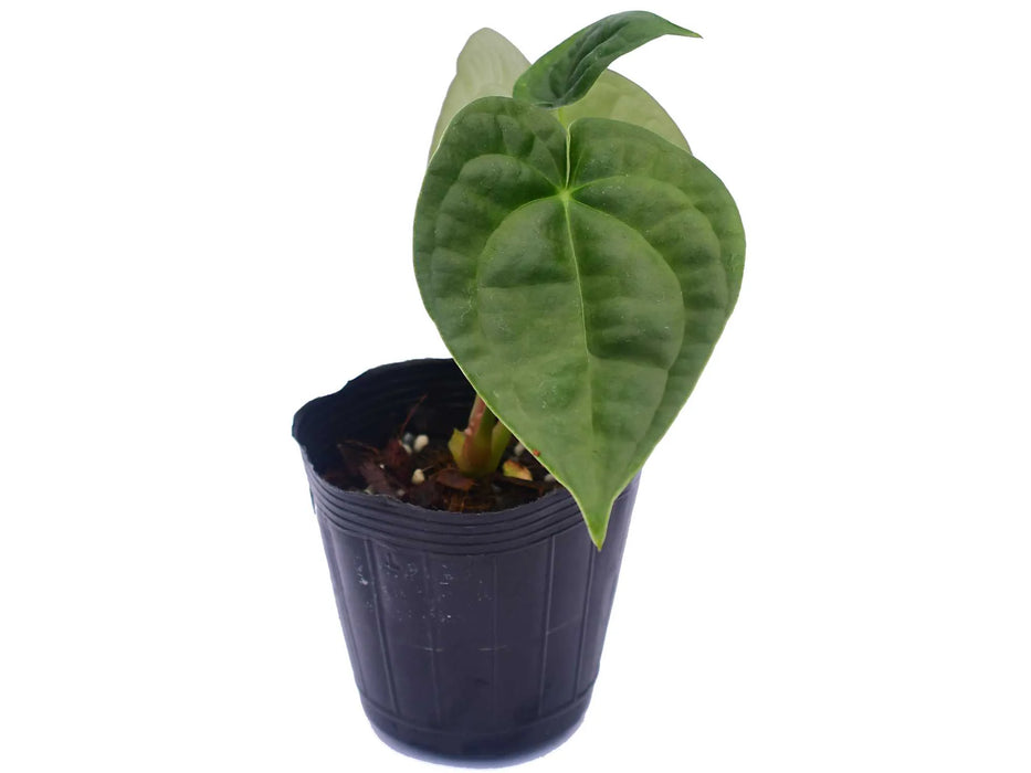 Anthurium David Portilla Dreams (seedling)