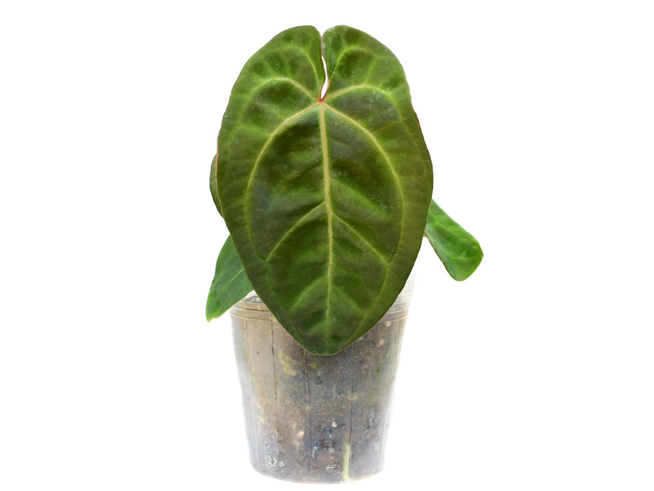 Anthurium Ecuagenera Green Soul 'Fantasy' Inverse crossing