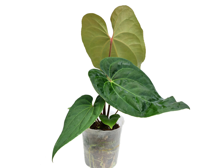 Anthurium Mystery