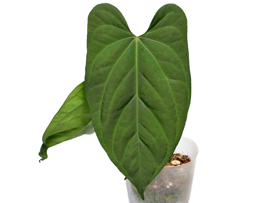 Anthurium Oro Verde