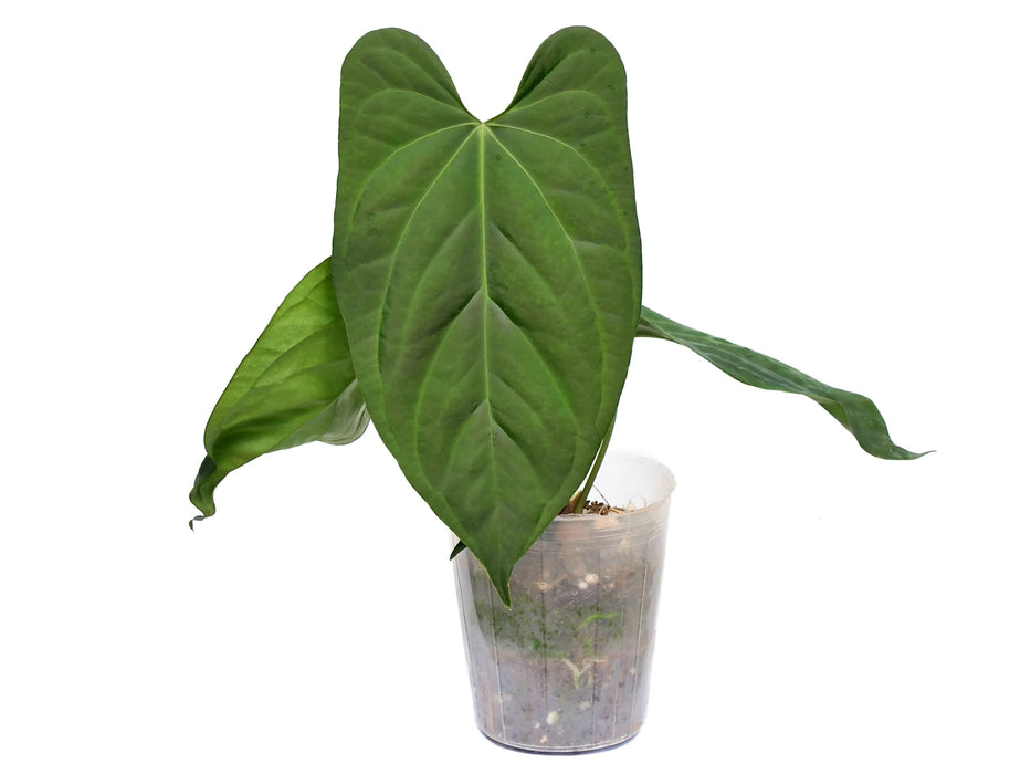 Anthurium Oro Verde