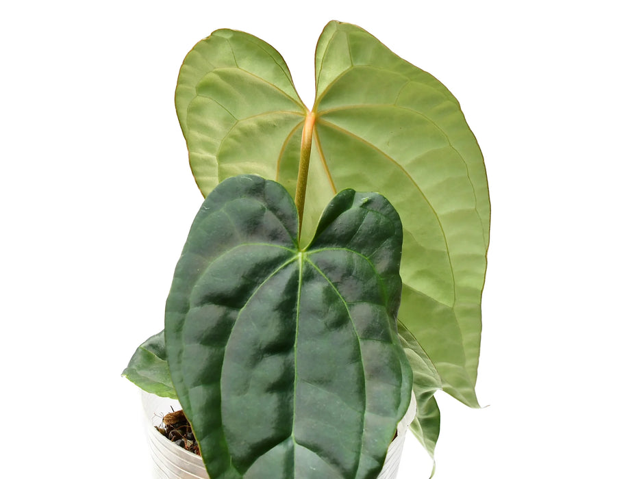 Anthurium Raven Soul 'Inverse crossing'