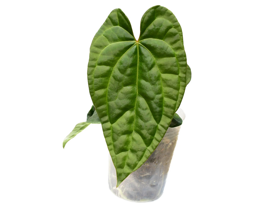 Anthurium Raven Soul 'Inverse crossing'