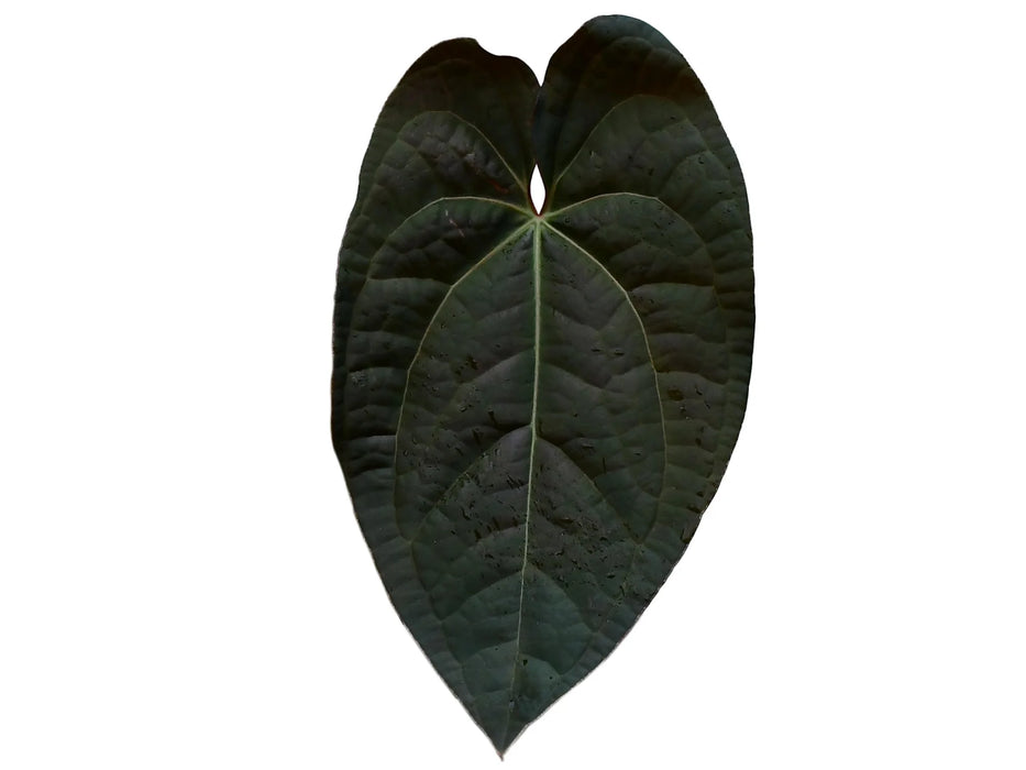 Anthurium Raven Soul