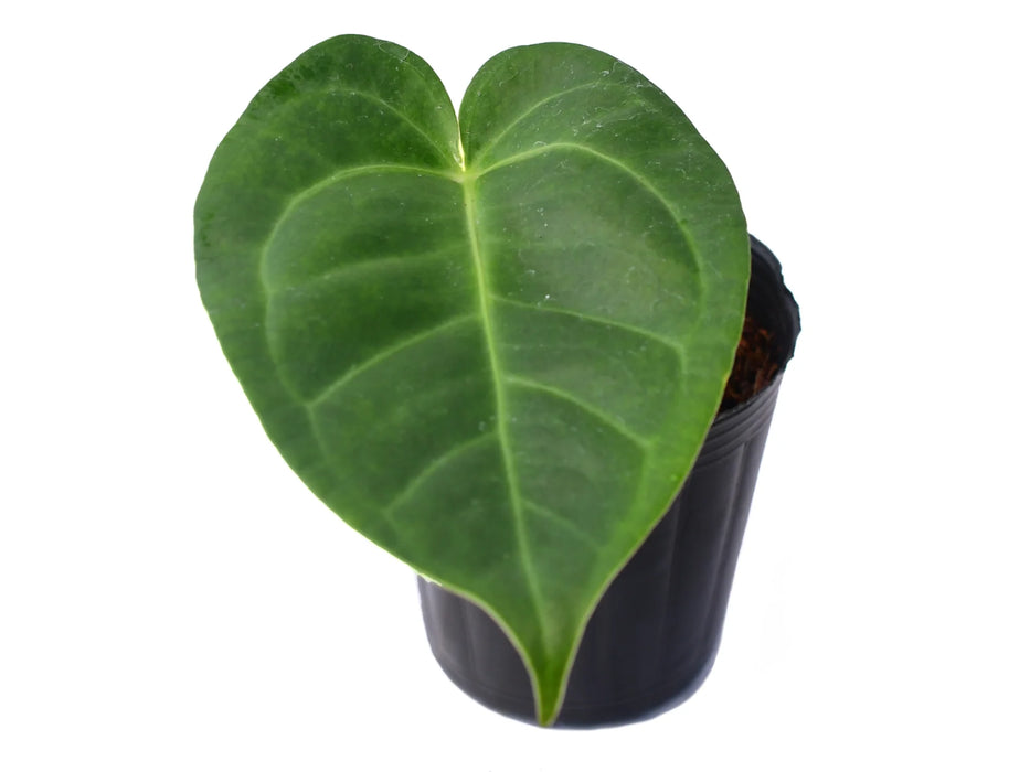 Anthurium Royal Crystal 'Inverse crossing'