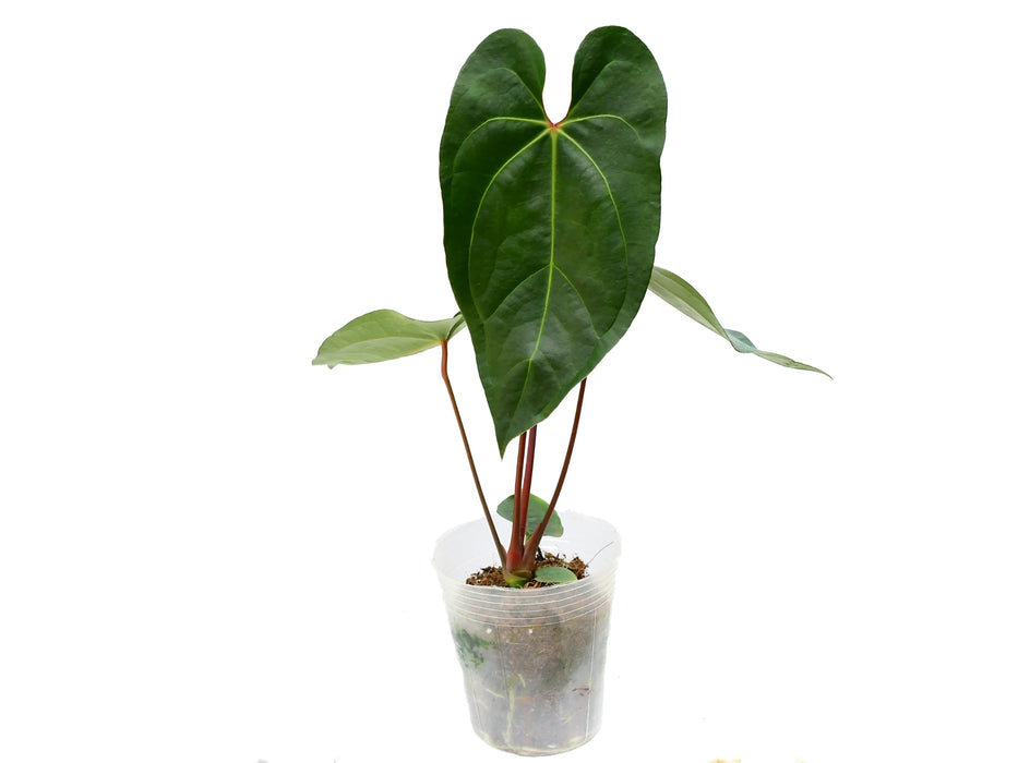 Anthurium Shuar Princess