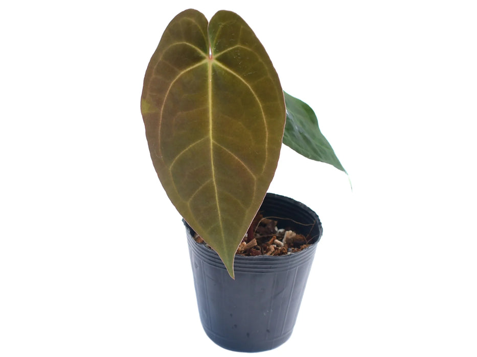 Anthurium Shuar Soul inverse crossing x Anthurium papillilaminum