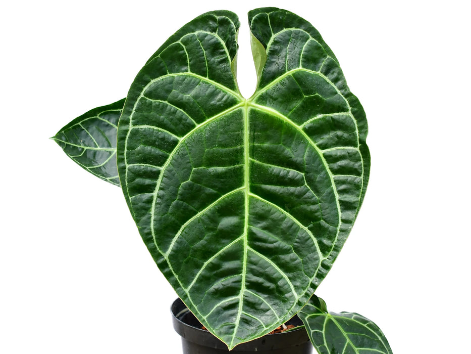 Anthurium Tingo Maria 'Inverse crossing'