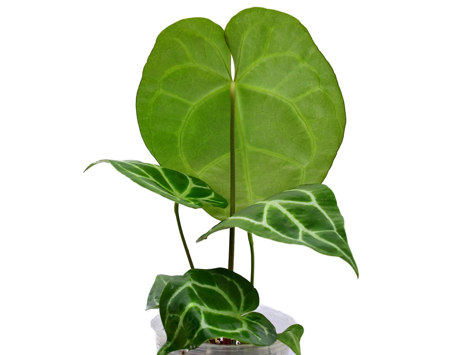 Anthurium Tingo Maria