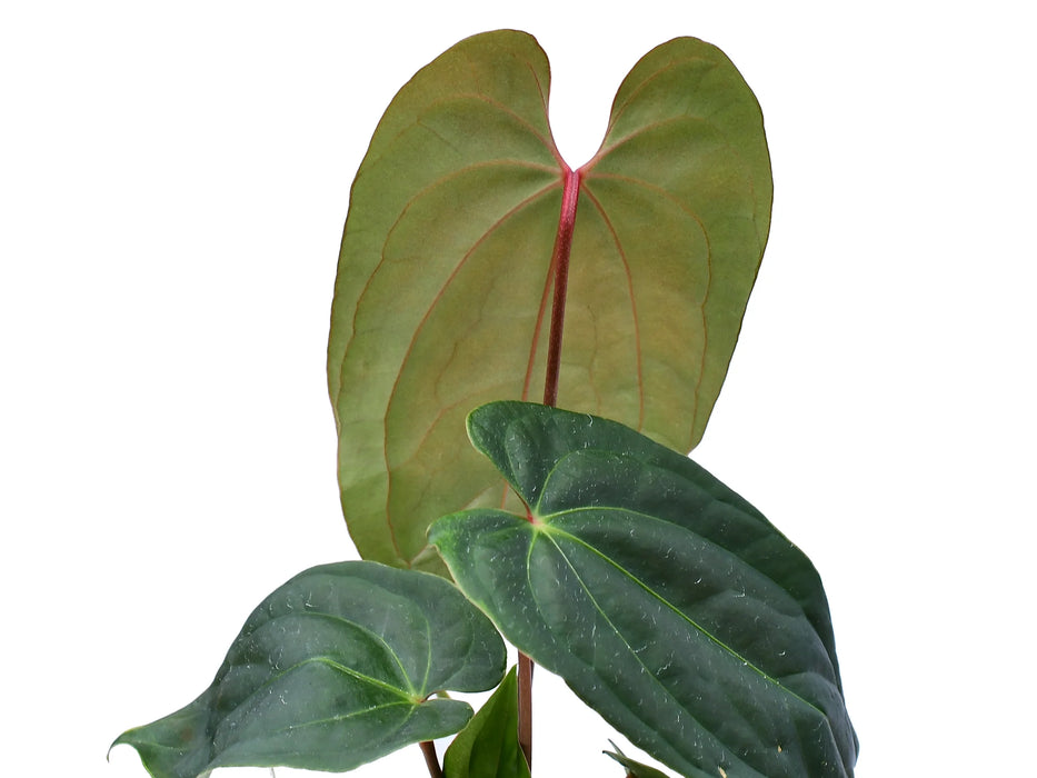 Anthurium Titanium