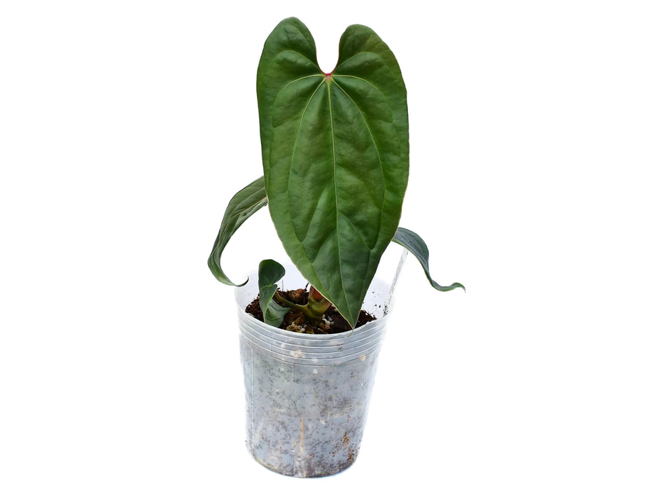 Anthurium Titanium