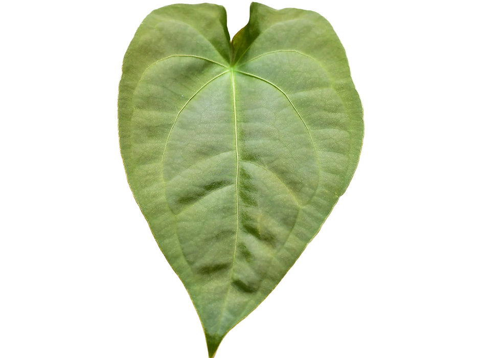 Anthurium Uzhupud Soul