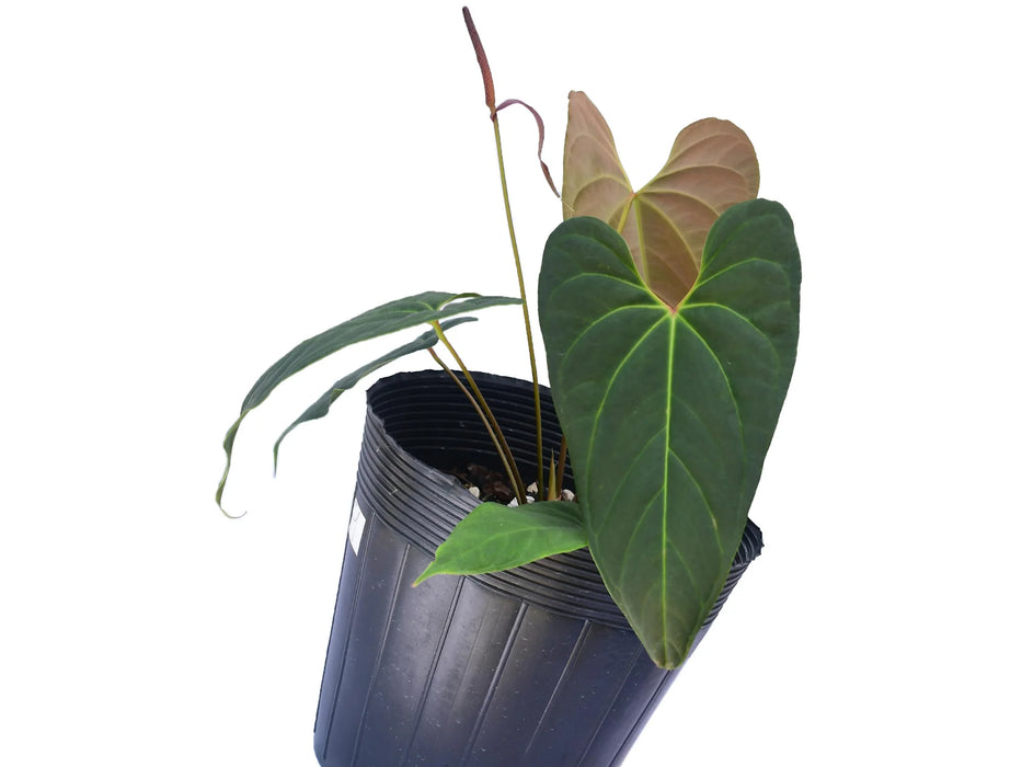 Anthurium Velvety Spirit