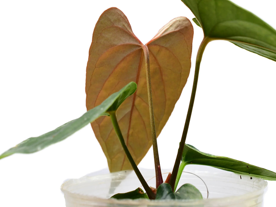 Anthurium Wild Dream