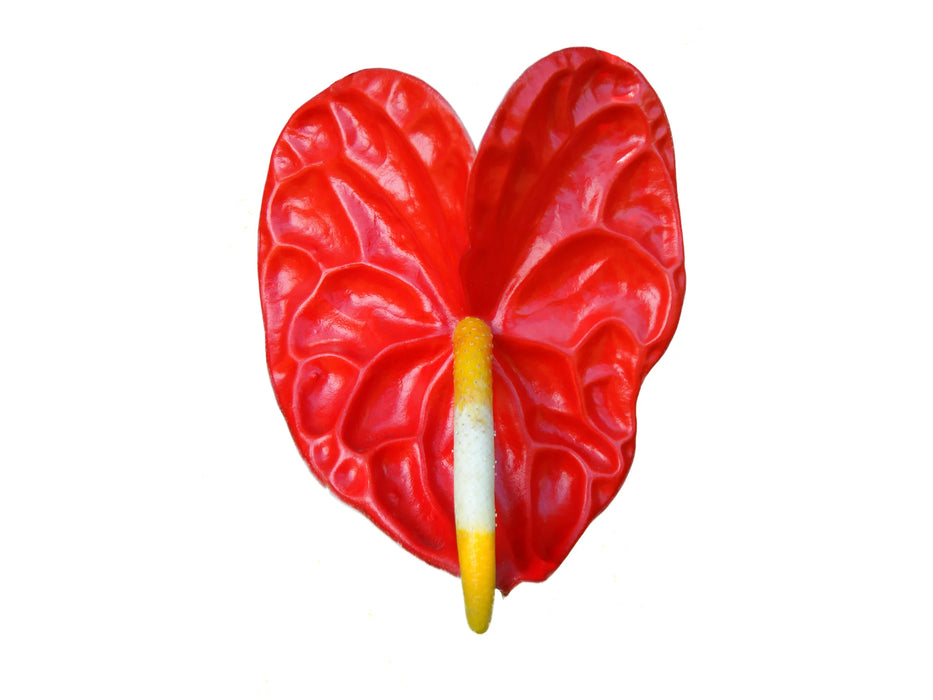 Anthurium andreanum